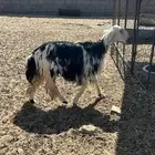 نجديه ثنيه دافع شرط