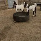 تيس وجفره هولنديه