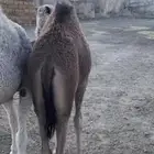 حشوان بلديه للبيع