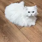 قط شيرازي للتبني