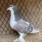 ذكر شيرازي مشاءلله حجم لاهوري مستوى بطل