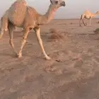 بكره وضحاء