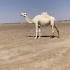 للبيع لقحه طيبه