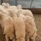 طليان