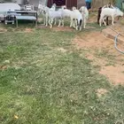 جذعات مطورات