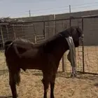 فحل هولندي