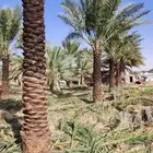نخل للبيع بجميع أنواعه ومقاساته