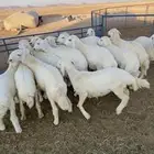 رخال حريه للبيع