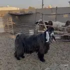 السلام عليكم
