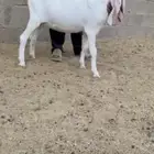 جفره مطوره