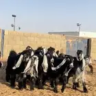 جفرات عوارض صنف