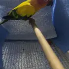 ببغاء كنيور مانجو