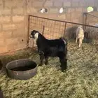تيوس فاخره للبيع