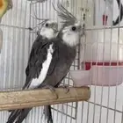 ذكور كروان هولندي