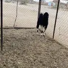 القاعه