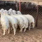 رخال صنف فاخر