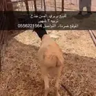 بربري