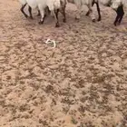 4 نعيم 3 دفيع شرط سونار وحده مدري عنها ما فصحتها تامات شبب