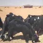 11 بالفحل