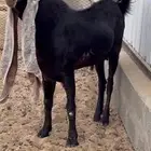 فحل حجازي ناسي خصم تعريف قوي