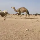 لقحه طيبه شقحاء لها في القاح 7شهور