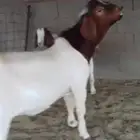 تيوس بورقت للبيع