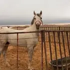 حصان للبيع
