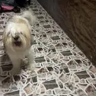 كلبين
