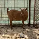 عنز قزمى