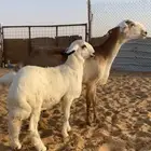 للبيع ساكنيه متبع بطلي