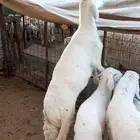 مشروع فحل