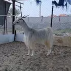 شاه دافع