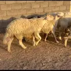 ضان صفر دفيع و فحل ابرص كفو