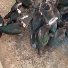 للبيع بط وادي الدواسر