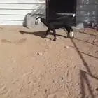 جفرتين وتيسين للبيع