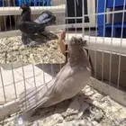 حمام الاسكا وكرنقو صحة جيدة