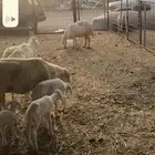 اربع غنم تحتها سبعه