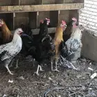 للبيع ديكة بلدي