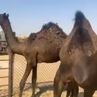قعدان طيبه
