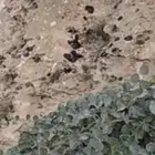 مطلوب عاجل ايجار عربه كهرب