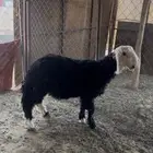 طلي نجدي صنف فحل