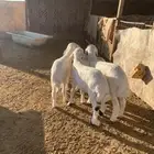 خرفان للبيع