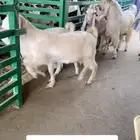 معزا دفيع فحص سنار
