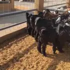 13 تيس عارضي
