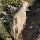 شاه مع ولدها