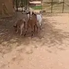 معزاء للبيع