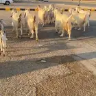 معزا مشاريك دفيع ومتابيع