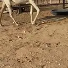ضروبه كفو ومشروطه من كل عذروب