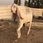 للبيع تيس مطور خصم