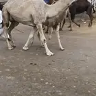 خلفه كفو تحتها قعود